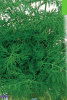 Укроп Аллигатор GSH 25г (Ср)®